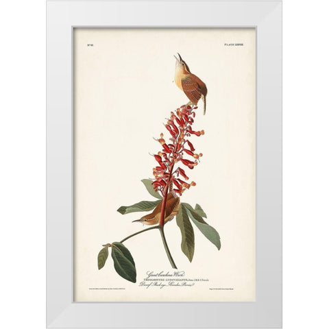 Pl. 78 Great Carolina Wren White Modern Wood Framed Art Print by Audubon, John James