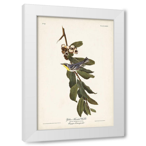 Pl. 85 Yellow-throated Warbler White Modern Wood Framed Art Print by Audubon, John James