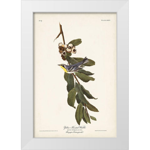 Pl. 85 Yellow-throated Warbler White Modern Wood Framed Art Print by Audubon, John James