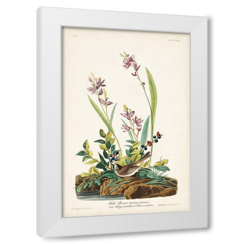 Pl. 139 Field Sparrow White Modern Wood Framed Art Print by Audubon, John James