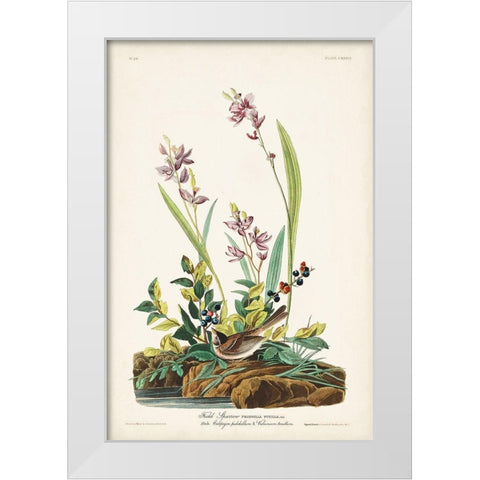Pl. 139 Field Sparrow White Modern Wood Framed Art Print by Audubon, John James