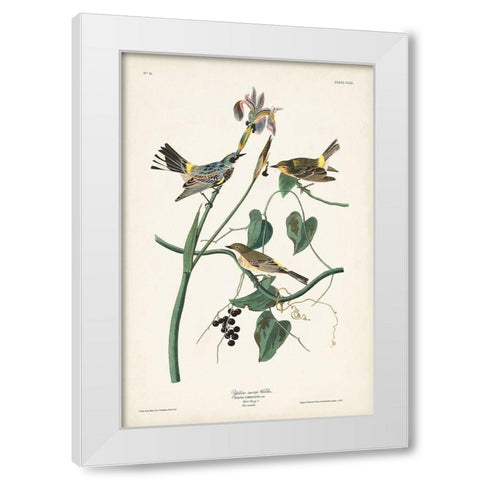 Pl. 153 Yellow-rump Warbler White Modern Wood Framed Art Print by Audubon, John James