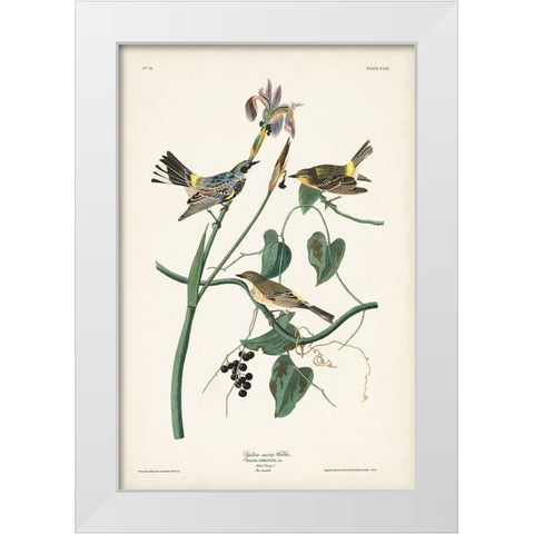 Pl. 153 Yellow-rump Warbler White Modern Wood Framed Art Print by Audubon, John James