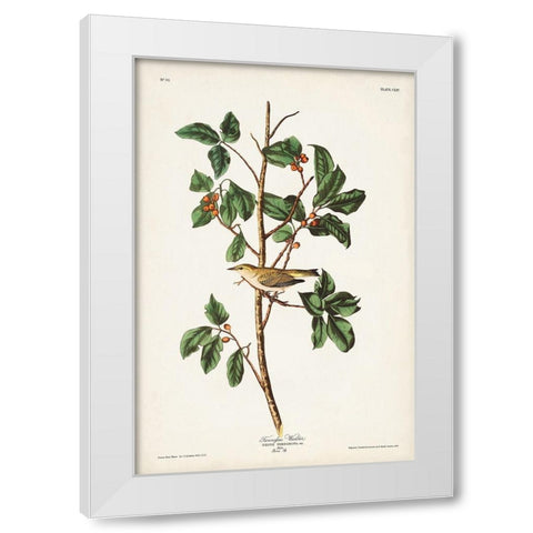 Pl. 154 Tennessee Warbler White Modern Wood Framed Art Print by Audubon, John James