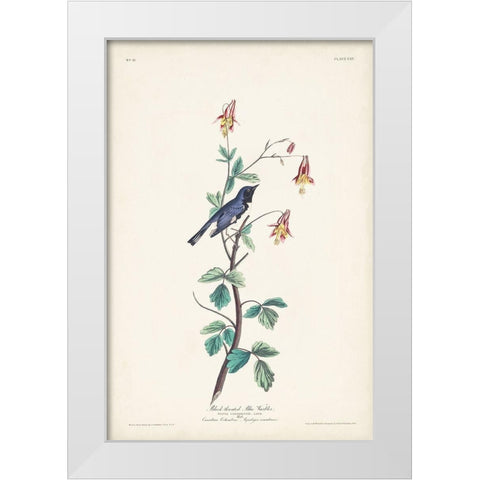 Pl. 155 Black-throated Blue Warbler White Modern Wood Framed Art Print by Audubon, John James