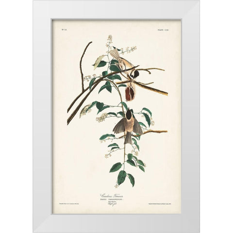 Pl. 160 Carolina Titmouse White Modern Wood Framed Art Print by Audubon, John James