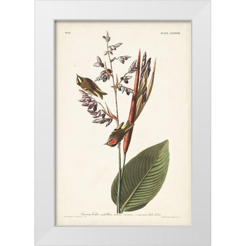 Pl. 183 American Golden-crested Wren White Modern Wood Framed Art Print by Audubon, John James