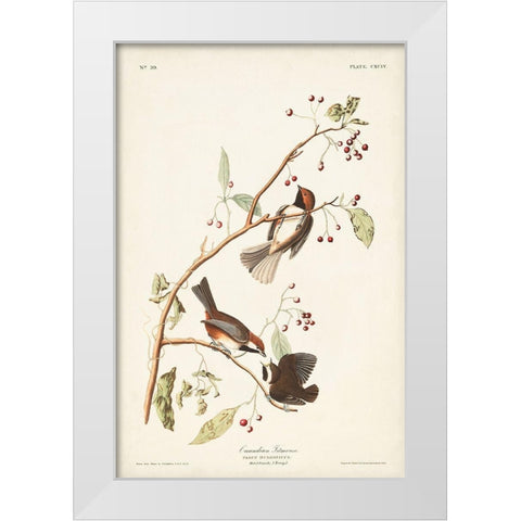 Pl. 194 Canadian Titmouse White Modern Wood Framed Art Print by Audubon, John James