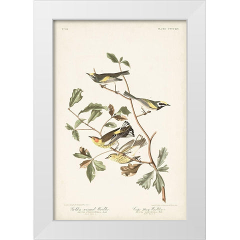 Pl. 414 Golden-winged Warbler White Modern Wood Framed Art Print by Audubon, John James