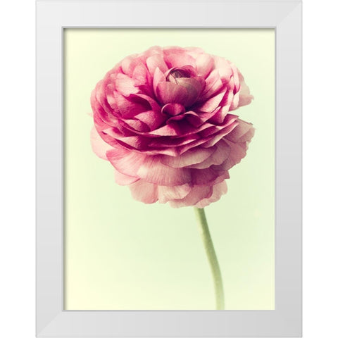 Lush Botanical II White Modern Wood Framed Art Print by Stalus, Judy