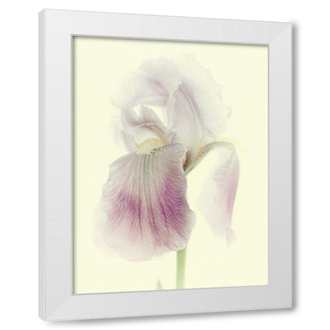 Flowers Aglow I White Modern Wood Framed Art Print by Stalus, Judy
