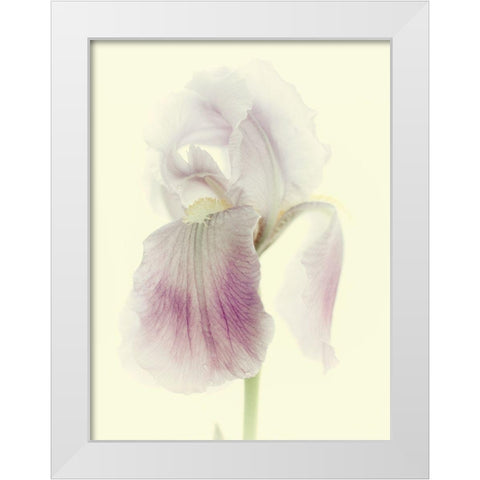 Flowers Aglow I White Modern Wood Framed Art Print by Stalus, Judy