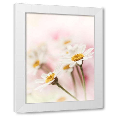 Flowers Aglow III White Modern Wood Framed Art Print by Stalus, Judy