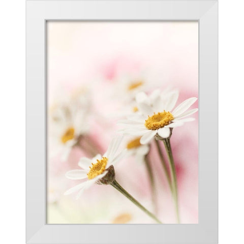 Flowers Aglow III White Modern Wood Framed Art Print by Stalus, Judy