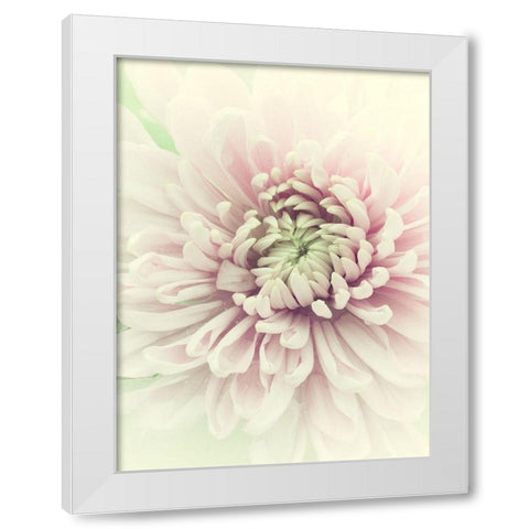 Flowers Aglow IV White Modern Wood Framed Art Print by Stalus, Judy
