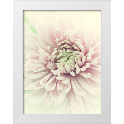 Flowers Aglow IV White Modern Wood Framed Art Print by Stalus, Judy