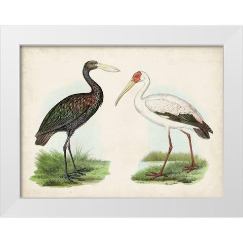 Antique Waterbirds I White Modern Wood Framed Art Print by Unknown