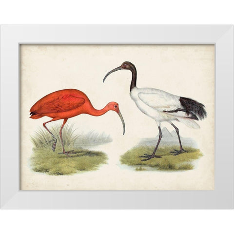 Antique Waterbirds II White Modern Wood Framed Art Print by Unknown