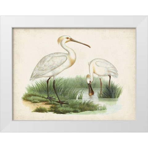 Antique Waterbirds III White Modern Wood Framed Art Print by Unknown