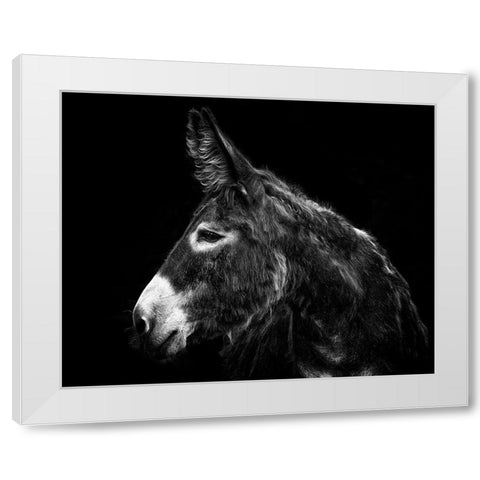 Donkey Portrait I White Modern Wood Framed Art Print by PHBurchett