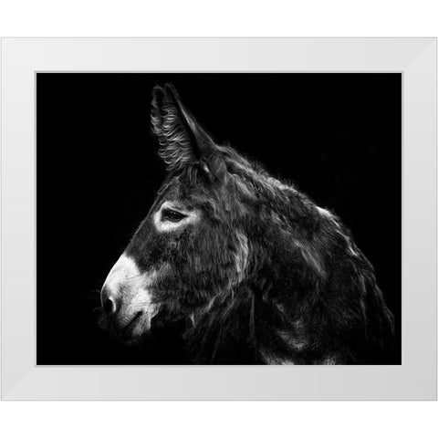 Donkey Portrait I White Modern Wood Framed Art Print by PHBurchett