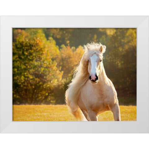 Golden Lit Horse IV White Modern Wood Framed Art Print by PHBurchett