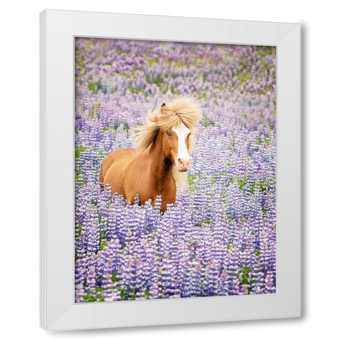 Horse in Lavender I White Modern Wood Framed Art Print by PHBurchett