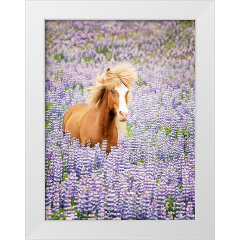 Horse in Lavender I White Modern Wood Framed Art Print by PHBurchett
