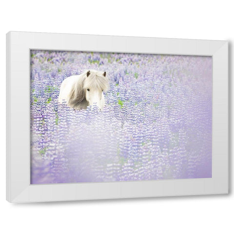 Horse in Lavender II White Modern Wood Framed Art Print by PHBurchett