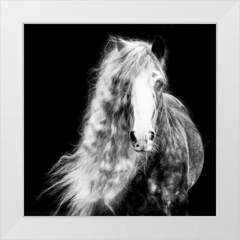 Black and White Horse Portrait I White Modern Wood Framed Art Print by PHBurchett