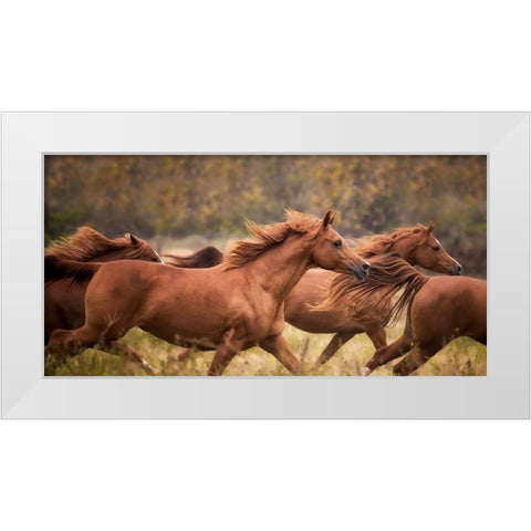 Horse Run VI White Modern Wood Framed Art Print by PHBurchett