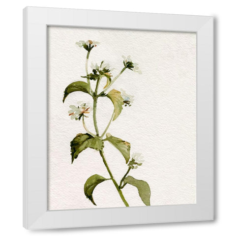 White Antique Wildflower I White Modern Wood Framed Art Print by Caroline, Emma