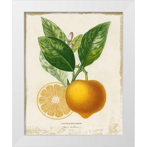 French Lemon III White Modern Wood Framed Art Print by Studio W