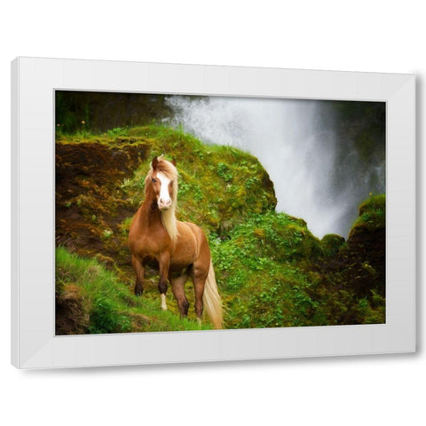 Collection of Horses I White Modern Wood Framed Art Print by PHBurchett