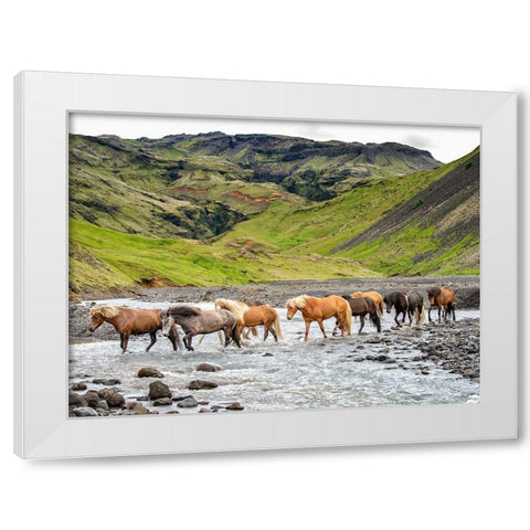 Collection of Horses II White Modern Wood Framed Art Print by PHBurchett