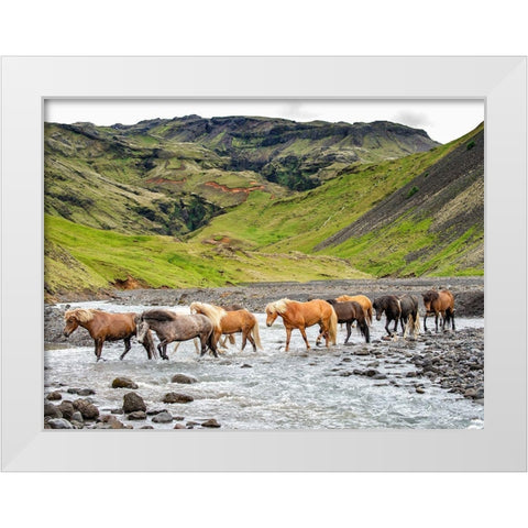 Collection of Horses II White Modern Wood Framed Art Print by PHBurchett