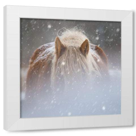 Collection of Horses V White Modern Wood Framed Art Print by PHBurchett