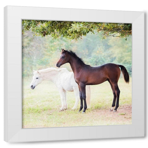 Collection of Horses VII White Modern Wood Framed Art Print by PHBurchett