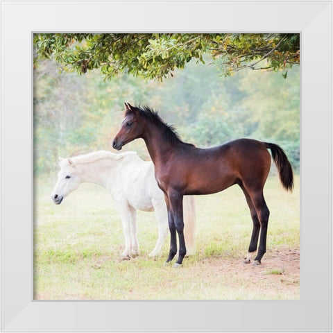 Collection of Horses VII White Modern Wood Framed Art Print by PHBurchett