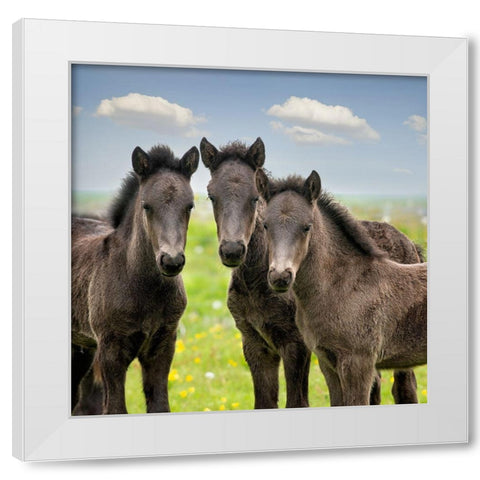 Collection of Horses IX White Modern Wood Framed Art Print by PHBurchett