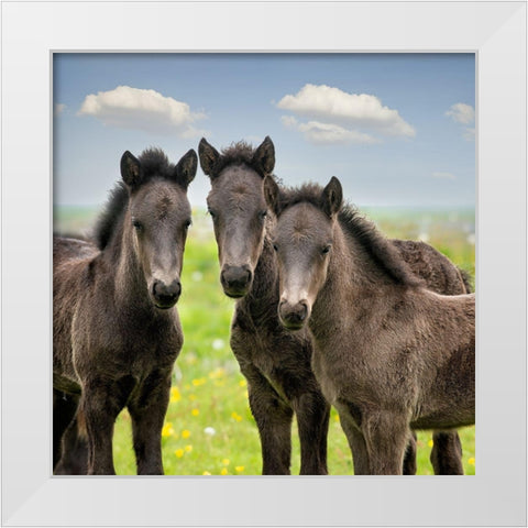 Collection of Horses IX White Modern Wood Framed Art Print by PHBurchett