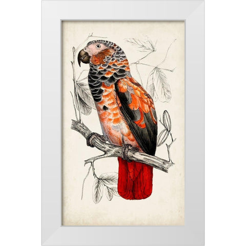 Antique Parrot Pair II White Modern Wood Framed Art Print by Unknown