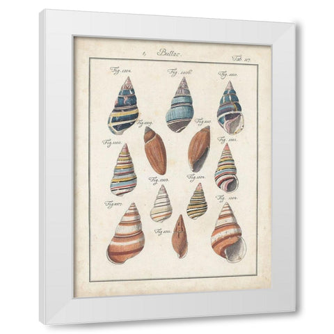 Antique Shell Pair I White Modern Wood Framed Art Print by Deseve, Jacques