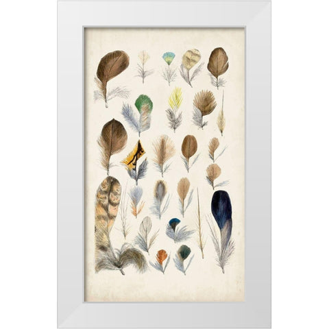 Antique Bird Feathers II White Modern Wood Framed Art Print by Unknown
