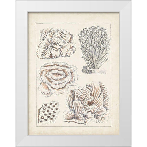 Antique White Coral I White Modern Wood Framed Art Print by Vision Studio