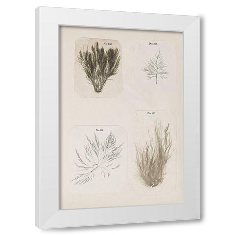 Coral Collage I White Modern Wood Framed Art Print by Vision Studio