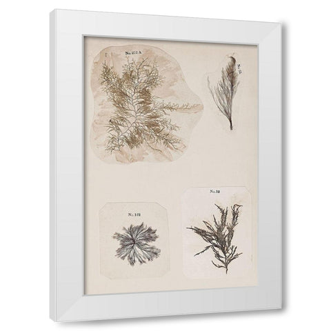 Coral Collage III White Modern Wood Framed Art Print by Vision Studio