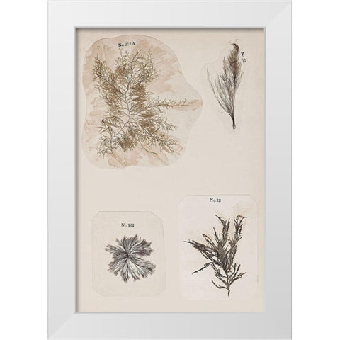 Coral Collage III White Modern Wood Framed Art Print by Vision Studio