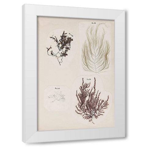 Coral Collage IV White Modern Wood Framed Art Print by Vision Studio