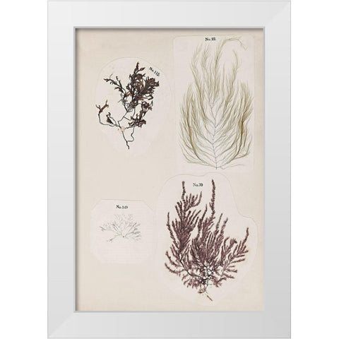 Coral Collage IV White Modern Wood Framed Art Print by Vision Studio